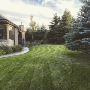 lawn cleaning and mow
