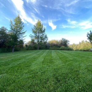 grass care calgary