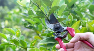 lawn services calgary