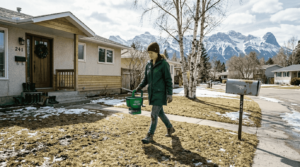 Calgary homeowner fertilising patchy spring yard