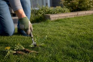 Hand removing dandelions from Calgary lawn
