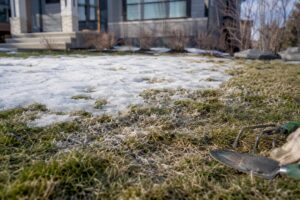 Close-up of Calgary lawn snow mould damage