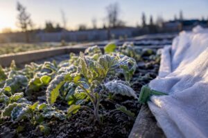 Frost-covered seedlings in Calgary garden