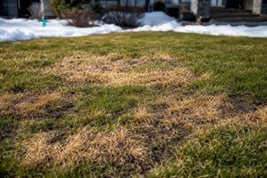 Winter-killed patches across Calgary lawn
