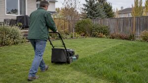 Homeowner mowing newly overseeded Calgary lawn