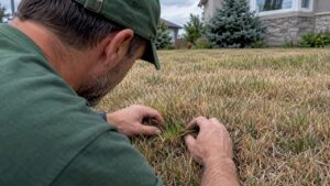 Homeowner checking a drought-stressed grass crown
